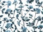Viburnum Juddii flowers Art Print