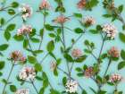 Viburnum Juddii flowers Art Print