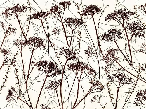 Dried Hydrangea Minimalist Print