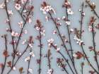 Twigs of Cherry plant Art Print