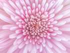 Close-up of Chrysanthemum flower, full frame Art Print