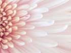 Chrysanthemum petals Art Print