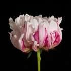 White pink Peony flower-close-up Art Print