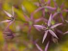 Purple allium flower-close-up Art Print