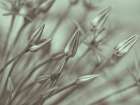Allium flower-close-up Art Print