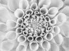 Pompom Dahlia petals Art Print