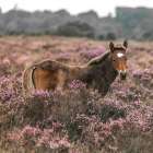 Wild Horse-New Forest Art Print