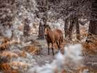 Wild Horse, New Forest Art Print