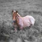 Wild Horses-New Forest Art Print