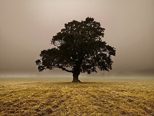 Single Tree in mist and fog Landscape Print