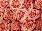 Background of roses Art Print