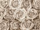 Background of roses Art Print