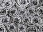 Background of roses Art Print