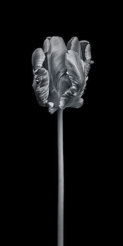 Rcoco tulip-side view Art Print