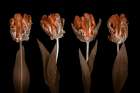 Rococo Tulips Art Print