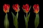 Rococo Tulips Art Print