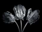 Rococo tulips Art Print