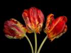 Rococo tulips Art Print