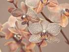Orchids Close-up Art Print