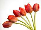 Tulip flowers Art Print