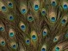 Peacock feather close-up Art Print