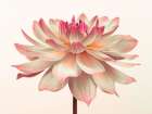 Dahlia Flower Art Print
