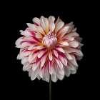 Dahlia Flower Art Print
