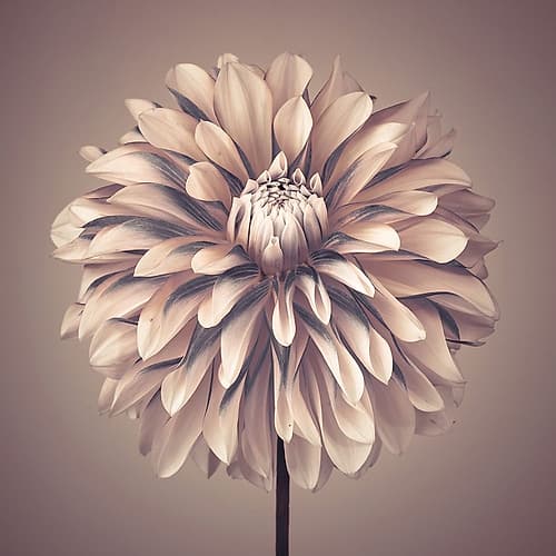Dahlia Flower Art Print