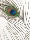 Peacock feather Art Print