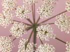 Cow Parsley close-up on pink background Art Print
