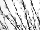 Pussy willow Art Print