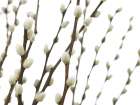 Pussy willow Art Print