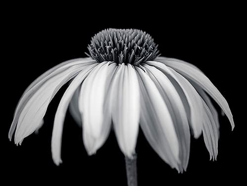 Coneflower Art Print