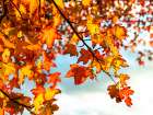 Coloured leaves at autumn Art Print
