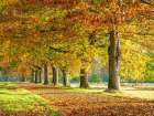 Row of trees in autumn Art Print