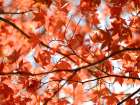 Autumn coloured leaves, backlit Art Print