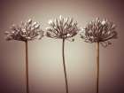 Three African Lilies Art Print