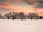 Trees in a snow covered field at dawn Art Print