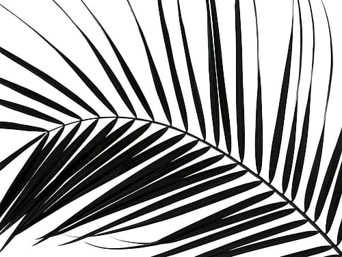 Palm tree leaf on white background Art Print