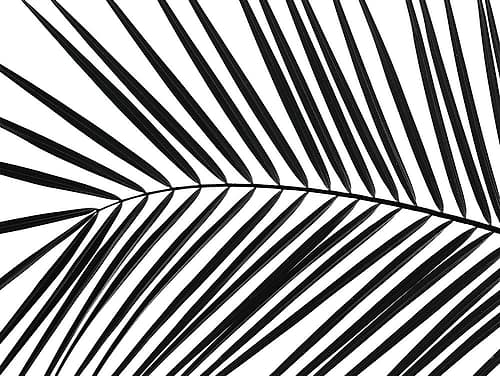 Palm tree leaf Art Print