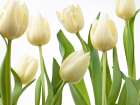 Tulip flowers Art Print