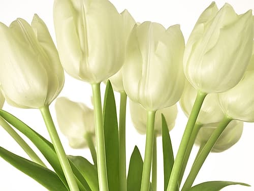 Bunch of Tulips Art Print