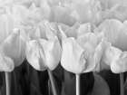 Bunch of Tulips Art Print