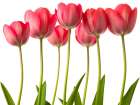 Growing Tulips Art Print