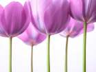 Purple Tulips Art Print