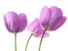 Purple Tulips Art Print