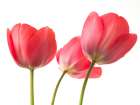 Red Tulips Art Print