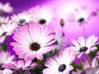 Osteospermum flowers Art Print