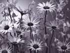 Meadow flowers Art Print