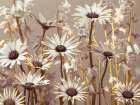 Meadow flowers Art Print